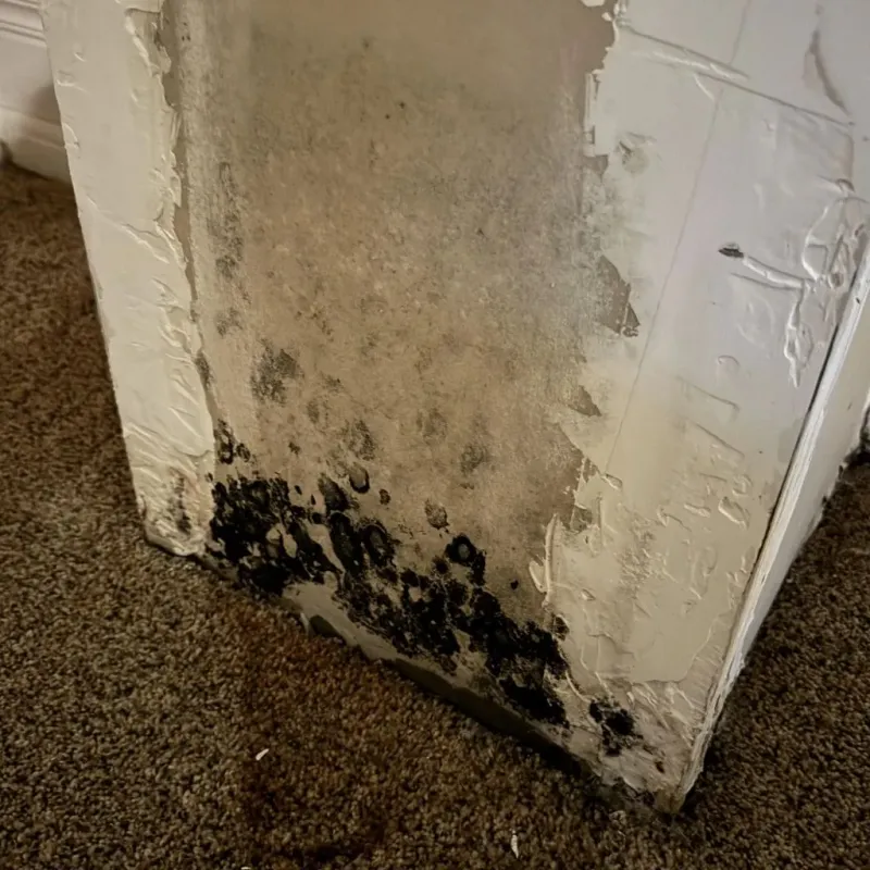 Professional Mold Removal in Granville, OH